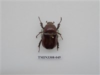 藏品(蘭嶼姬兜)的圖片